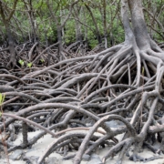 Mangroves