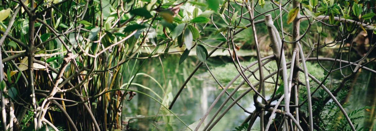 Mangroves